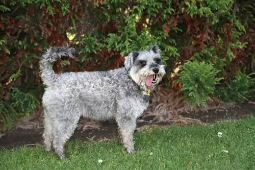 câine schnoodle fericit și mulțumit