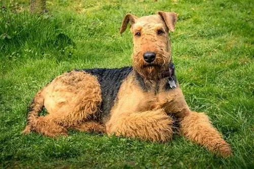 200+ Amazing Names rau Airedale Terriers: Lub tswv yim rau Curly Regal Dogs