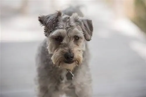 Schnoodle dalam fokus