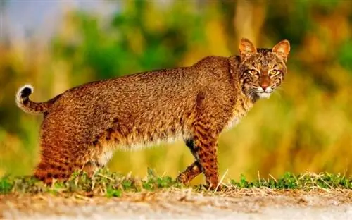 Florida bobcat