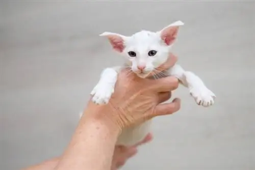 chaton oriental shorthair tenu par le propriétaire