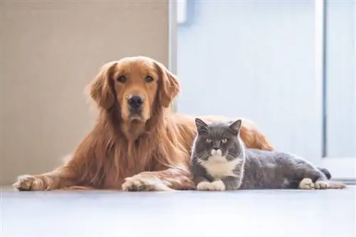 golden retriever és brit rövidszőrű macska