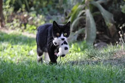 Madre gata cargando a su gatito