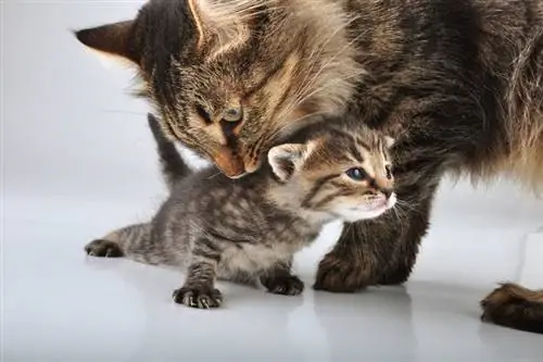 madre y gatito