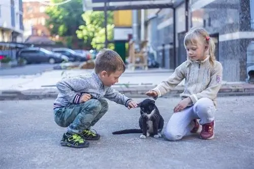 twee kinderen die een kat op straat aaien