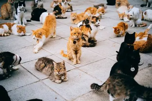 chats dans un refuge pour animaux