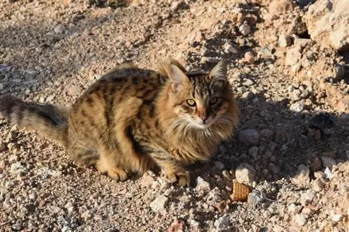 chat sauvage en plein air