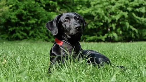 melnais labradors