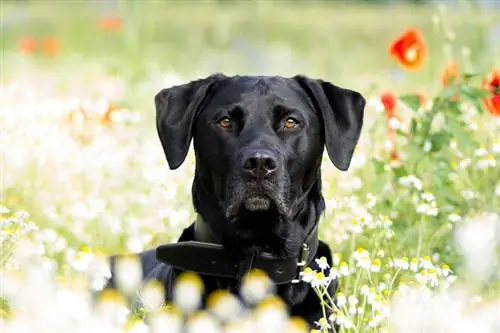 Sahada siyah Labrador Retriever