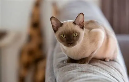 Champagne Burmese miv