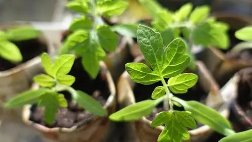 plante de tomate în ghivece