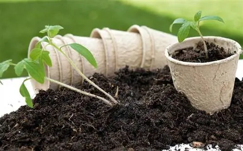 tomatenplanten in aarde en in een pot