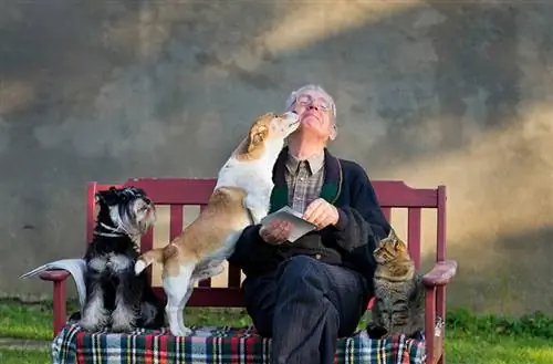 Lelaki senior dengan anjing dan kucing di pangkuannya di atas bangku