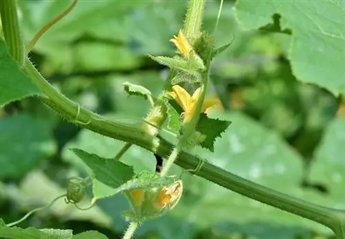 Sind Tomatenpflanzen giftig für Katzen? So schützen Sie Ihre Katze