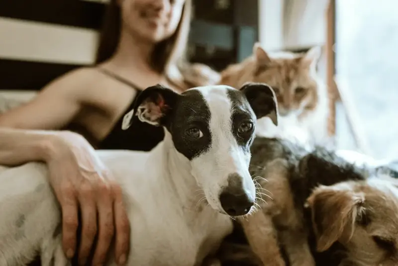 Frau sitzt mit zwei Hunden und einer Katze zusammen