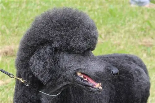 Poodle đen trên dây xích