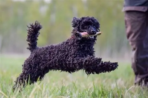 poodle na naglalaro ng fetch