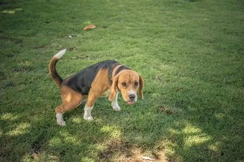 Mengapa Kencing Anjing Membunuh Rumput? Bolehkah Ia Dihentikan?