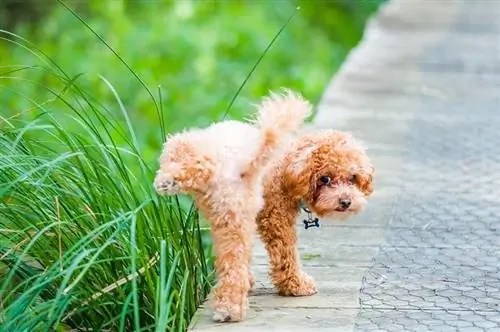 orina de perro en la hierba