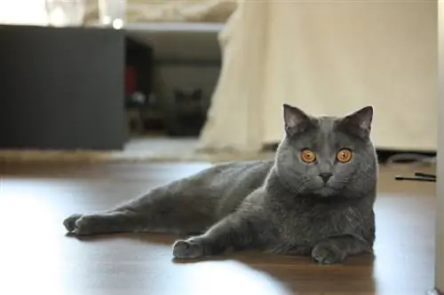 Chartreux-Katze