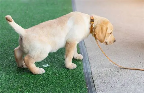 labrador retriever cucciolo pipì nell'erba artificiale durante l'allenamento