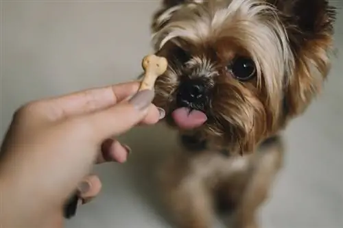 Il cane Yorkshire Terrier mangia un dolcetto