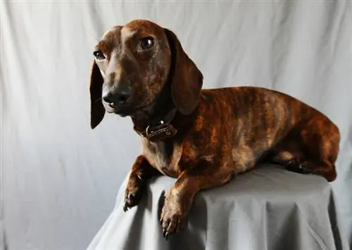 Brindle Dachshund. Facts, Origin & Պատմություն (նկարներով)