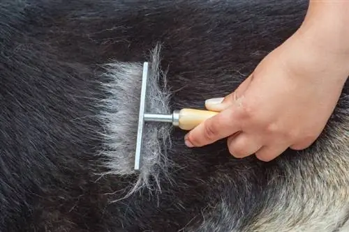 pet owne brushing his dog's fur