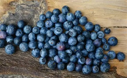 Je, Paka Wanaweza Kula Blueberries? Unachohitaji Kujua