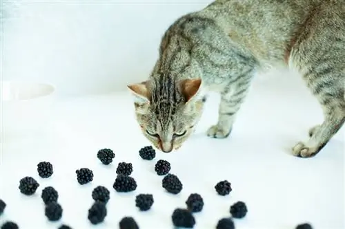 Cat blackberries