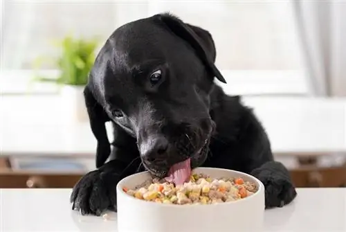 un chien noir mange nom nom au comptoir