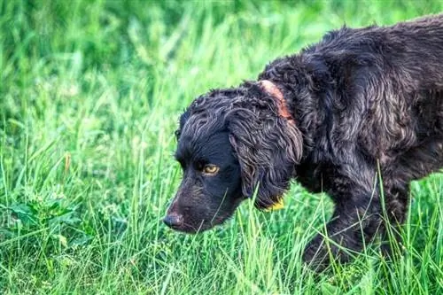 boykin spaniel i gräs