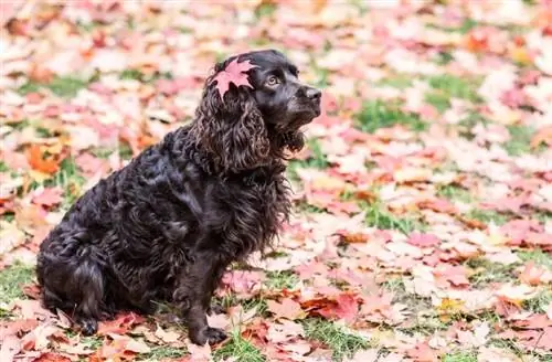 Boykin Spaniel sitter på löv