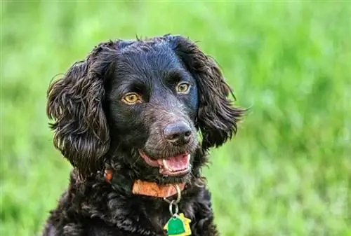 boykin spaniel