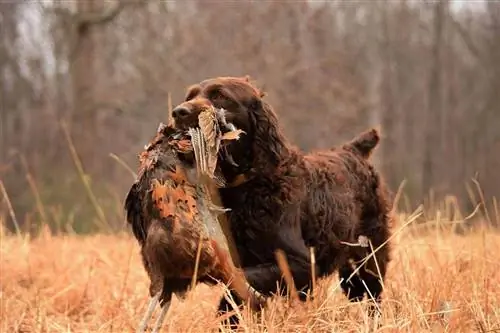 boykin spaniel med fågel i munnen