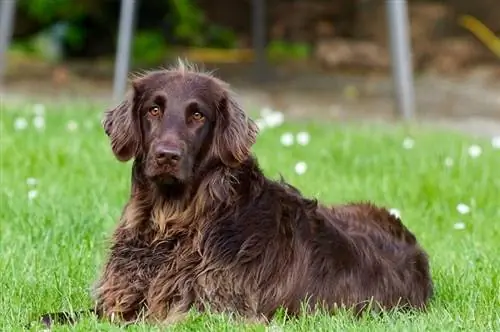 Boykin Spaniel uchun 220+ ajoyib ismlar: o'yin-kulgi uchun g'oyalar & Baquvvat itlar