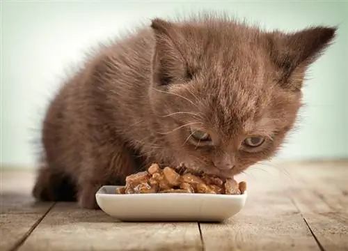 gatito marrón comiendo comida húmeda para gatos