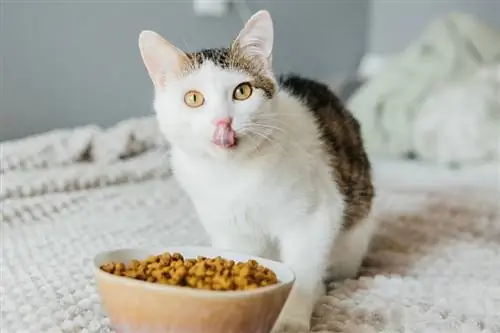 el gato come comida seca de un tazón grande