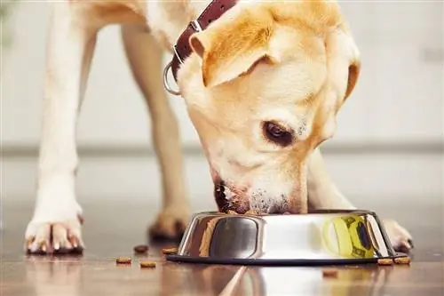 10 mejores alimentos para perros asequibles para laboratorios - Reseñas de 2023 & Selecciones principales