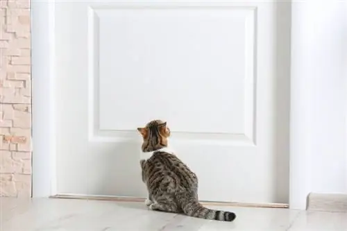 chat près de la porte à la maison