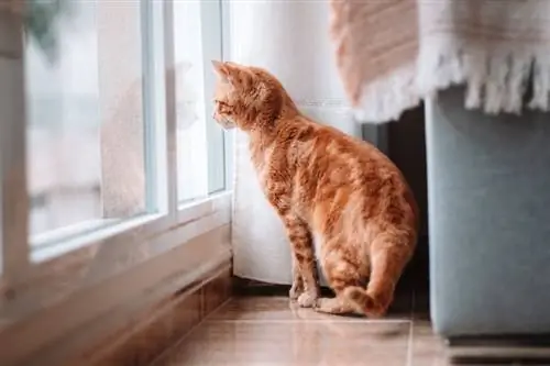 Chat à l'intérieur de la maison regardant par la fenêtre