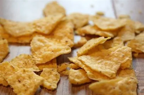 آیا گربه ها می توانند Doritos را بخورند؟ چه چیزی میخواهید بدانید