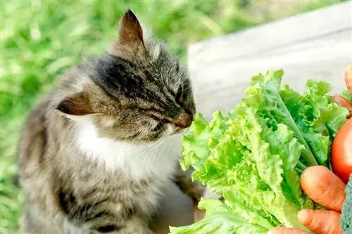 Pusang Kumakain ng Lettuce