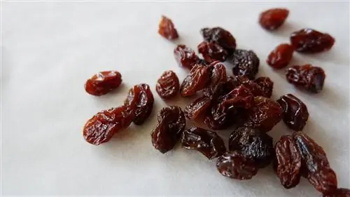 Maaari bang Kumain ng Raisins ang Pusa? Anong kailangan mong malaman