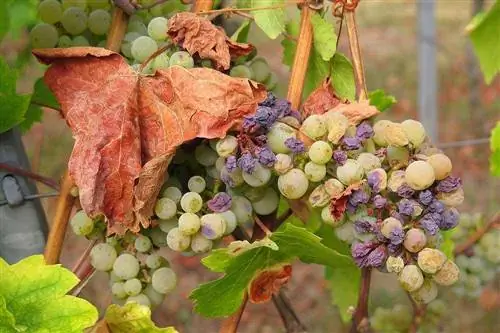 Trauben und Rosinen im Weinstock