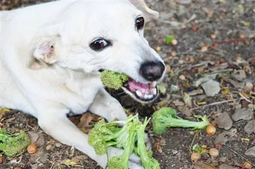 hvit hund som spiser brokkoli