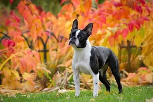 Haaren Boston Terrier viel? Lernen Sie Ihren Hund kennen