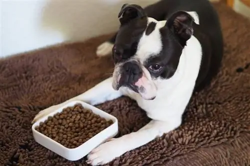 boston terrier menjant menjar per a gossos