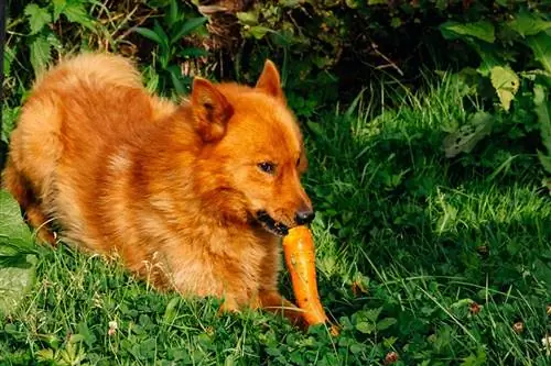 Fin spitz Yerkökü yeyin