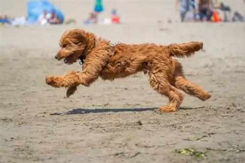 perro goldendoodle corriendo en la playa